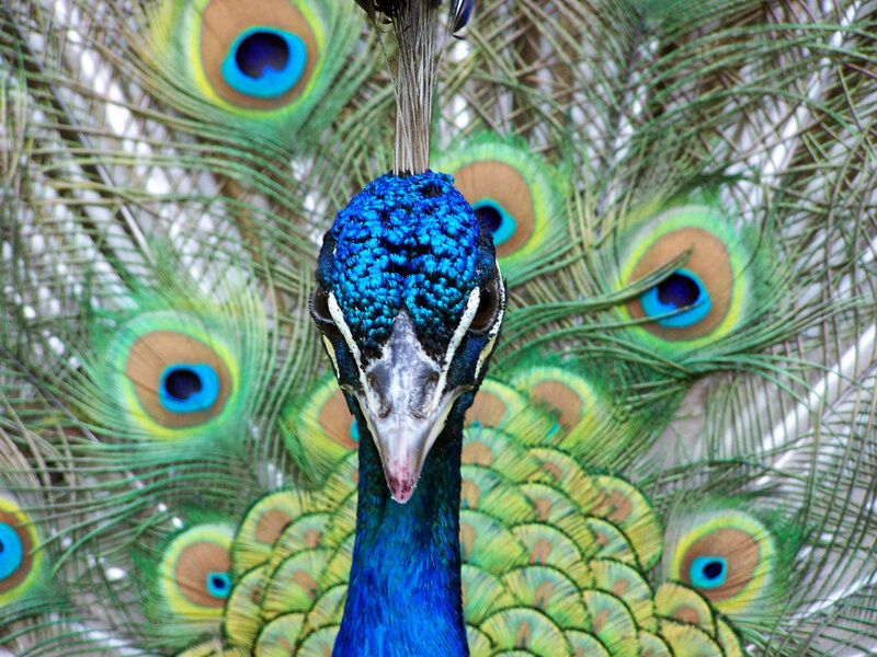 Peacock with Fanned Tail — Vibrant, Eyespots