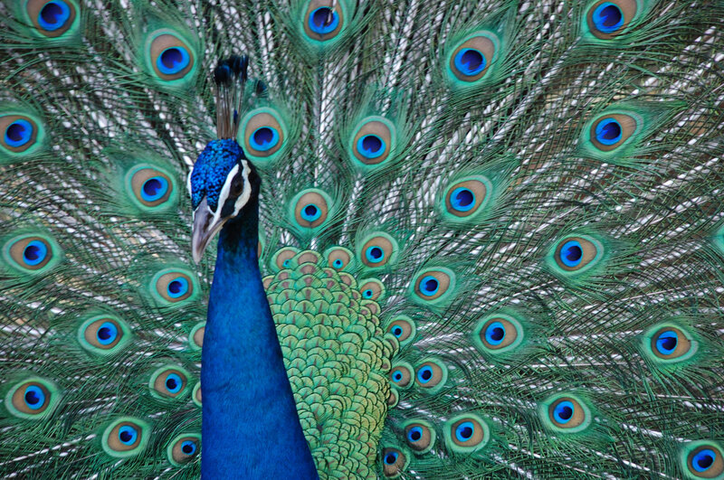 Peacock with Fanned Tail — Vibrant, Feathers