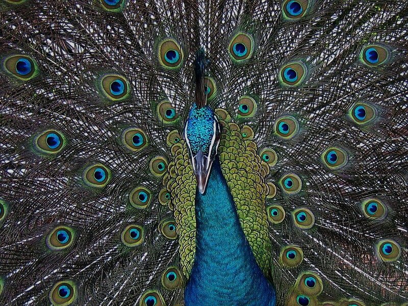 Peacock with Fanned Tail — Vibrant, Photograph