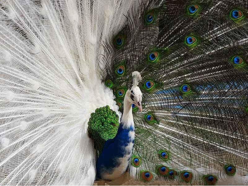 Peacock with Fanned Tail — White