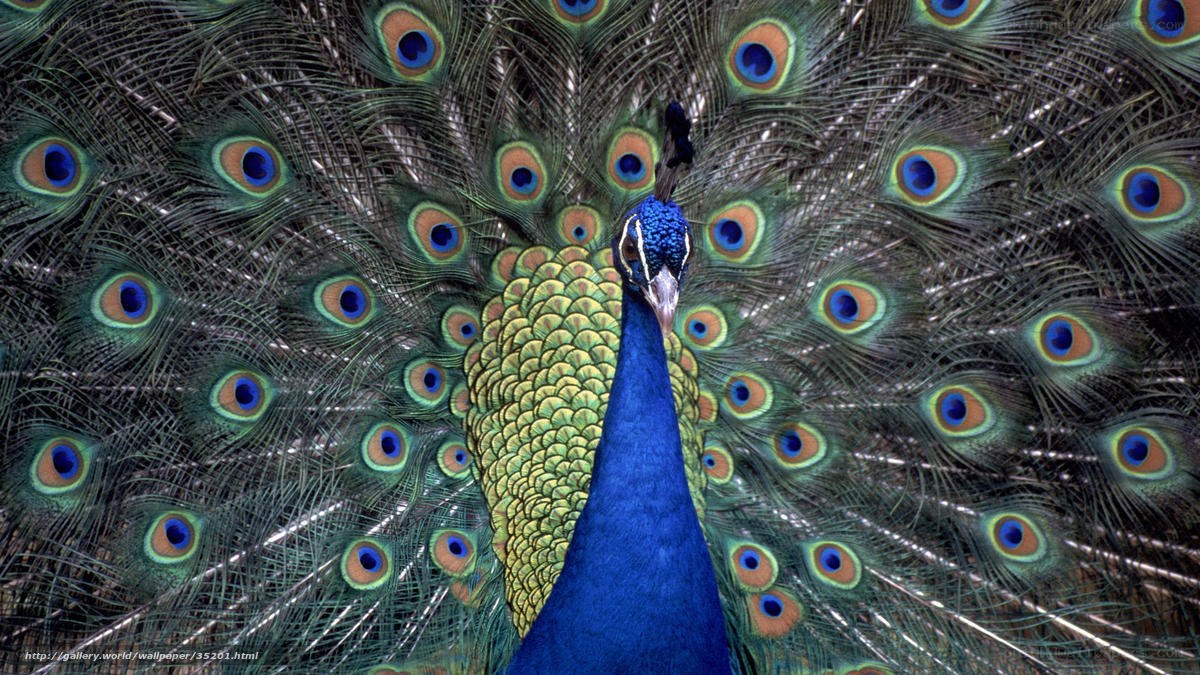 Peacock with fanned tail