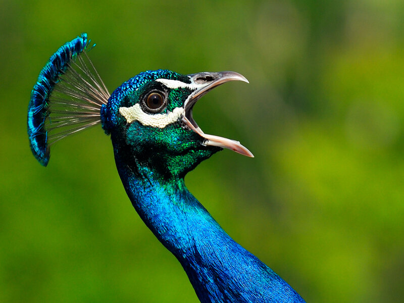 peacock with open beak