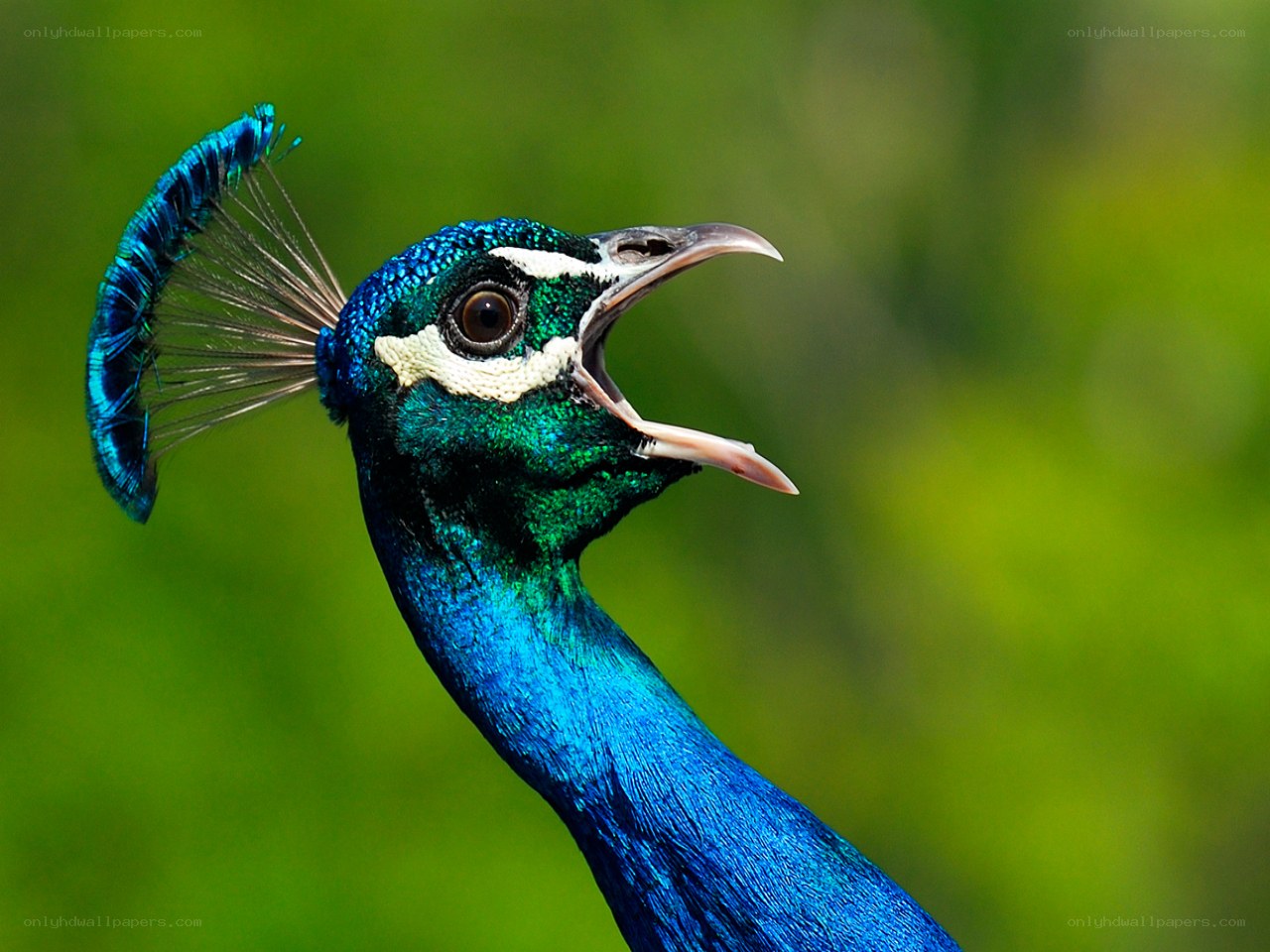 peacock with open beak