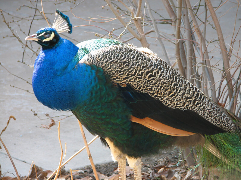 peacock with vibrant blue and green feathers
