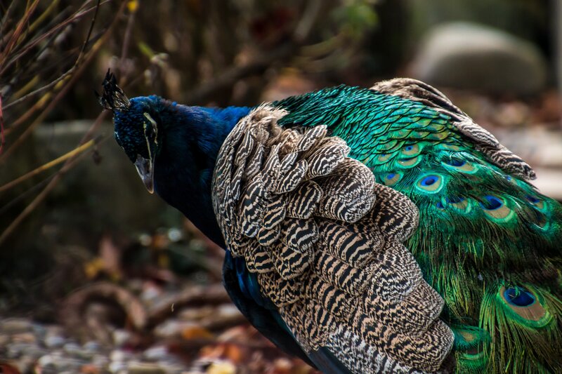 peacock with vibrant feathers
