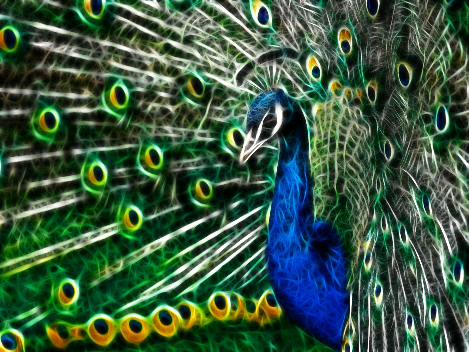Peacock with vibrant plumage