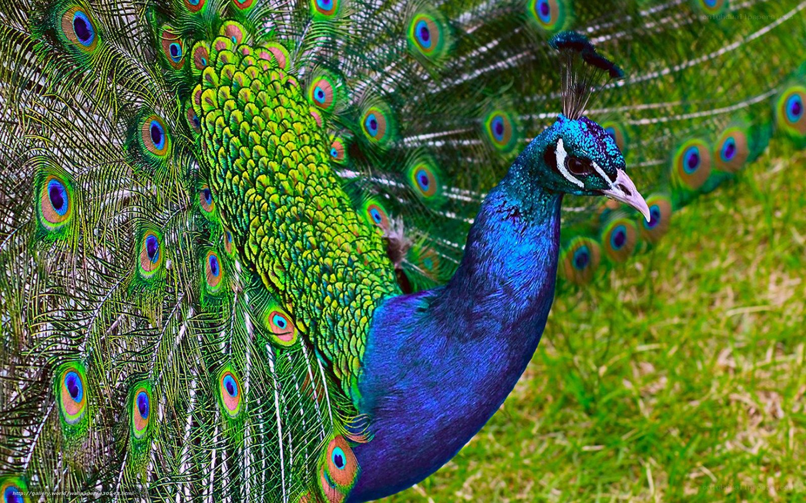Peacock with vibrant plumage