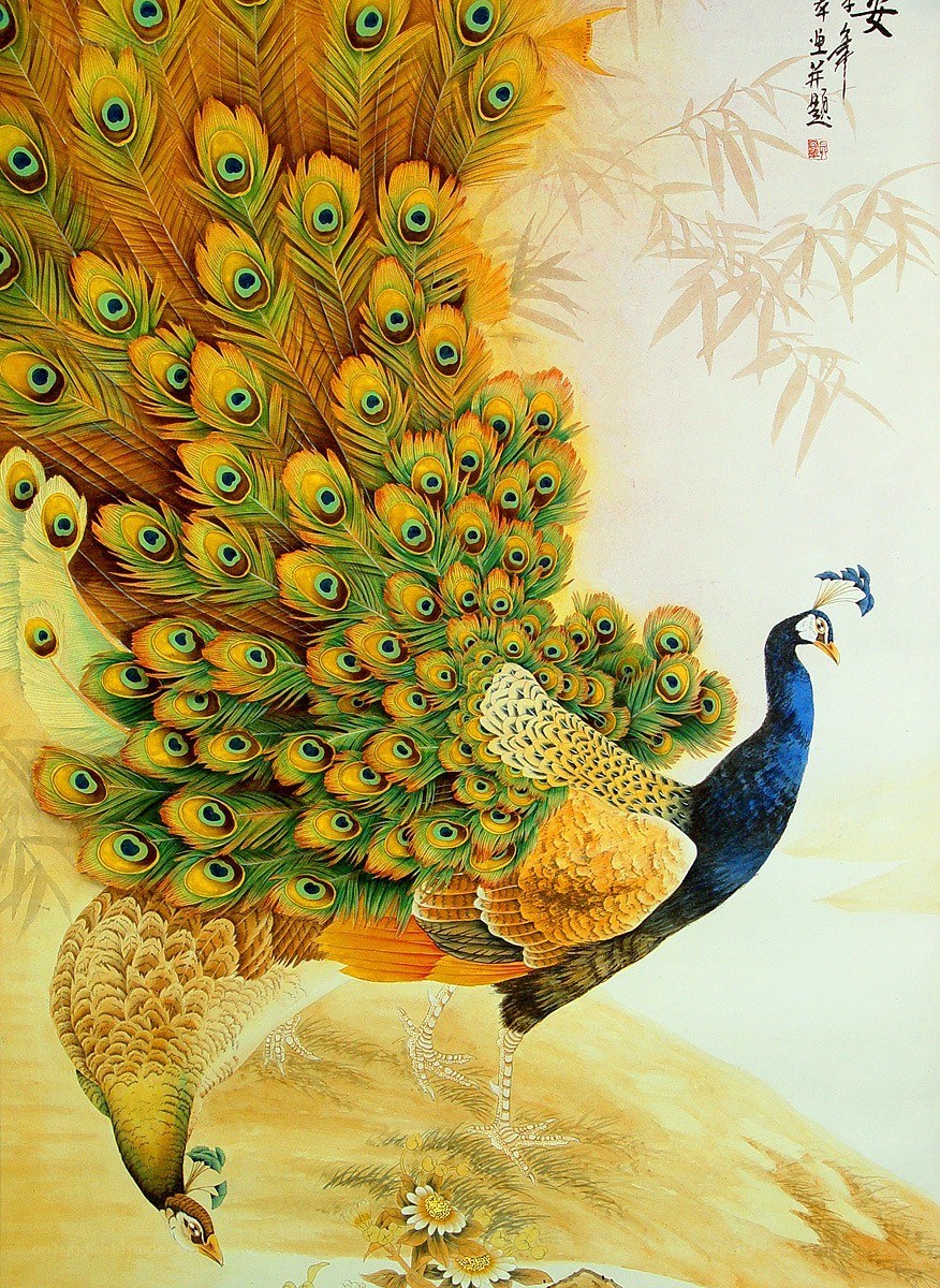 Peacock with vibrant tail feathers