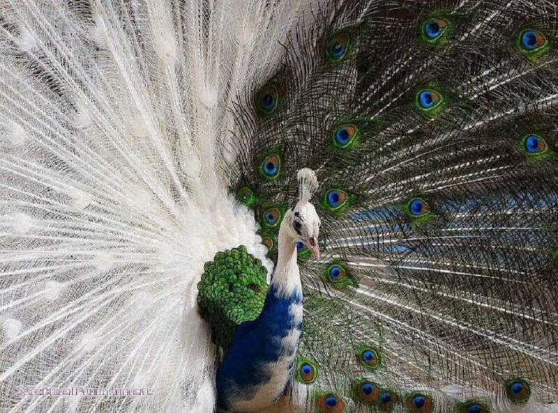 peacock with white and blue feathers