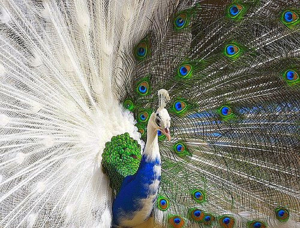 peacock with white and blue feathers