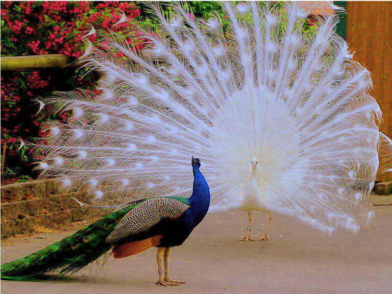 Peacock with White Feathers