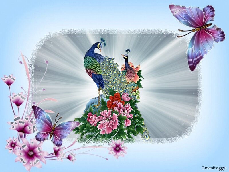 Peacocks and Butterflies