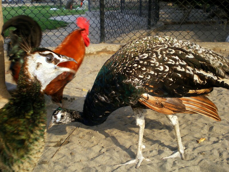 Peacocks and Rooster