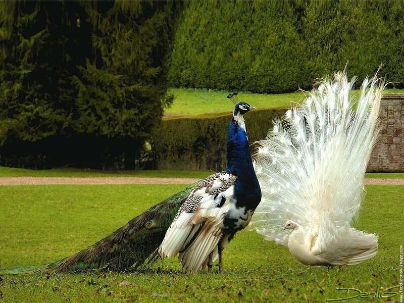 Peacocks in a garden