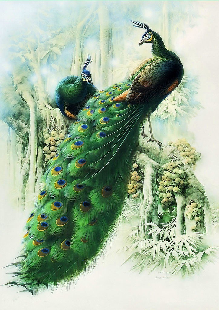 Peacocks in a lush forest