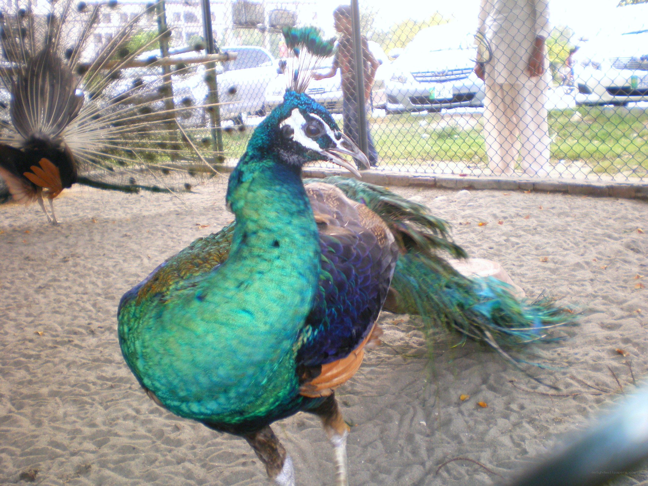 Peacocks in a sandy enclosure