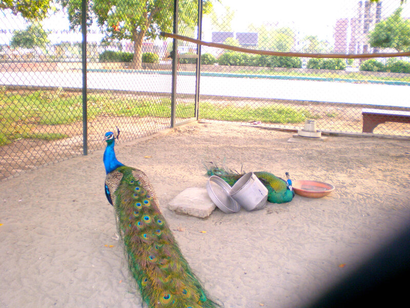 Peacocks in an enclosure