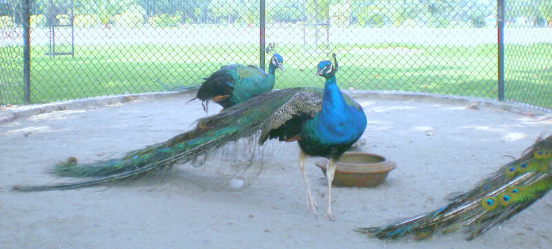 Peacocks in Enclosure — Blue, Calm