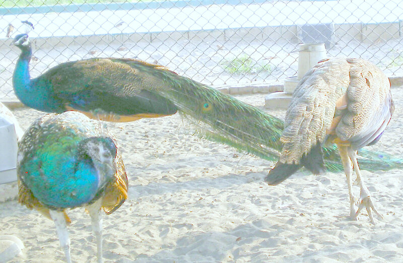 Peacocks in Enclosure — Blue