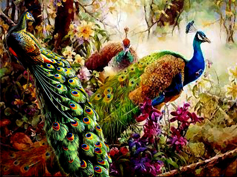 Peacocks in Garden