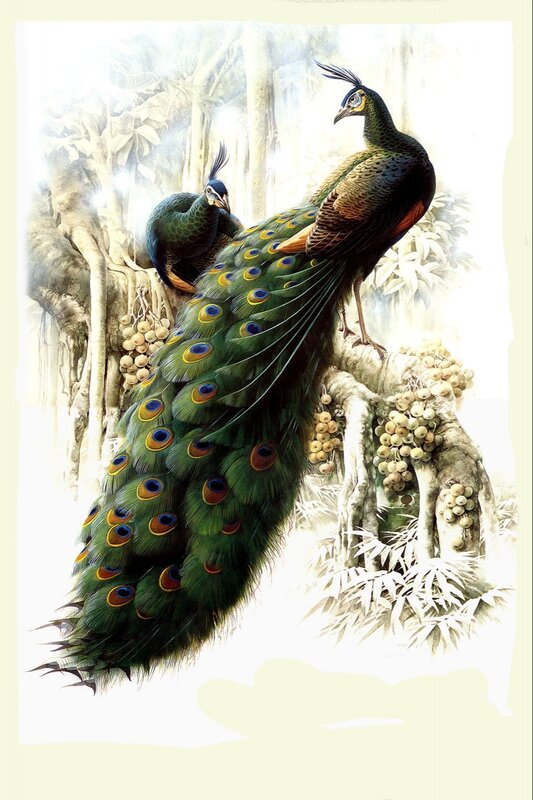 Peacocks on Tree Branch — Green