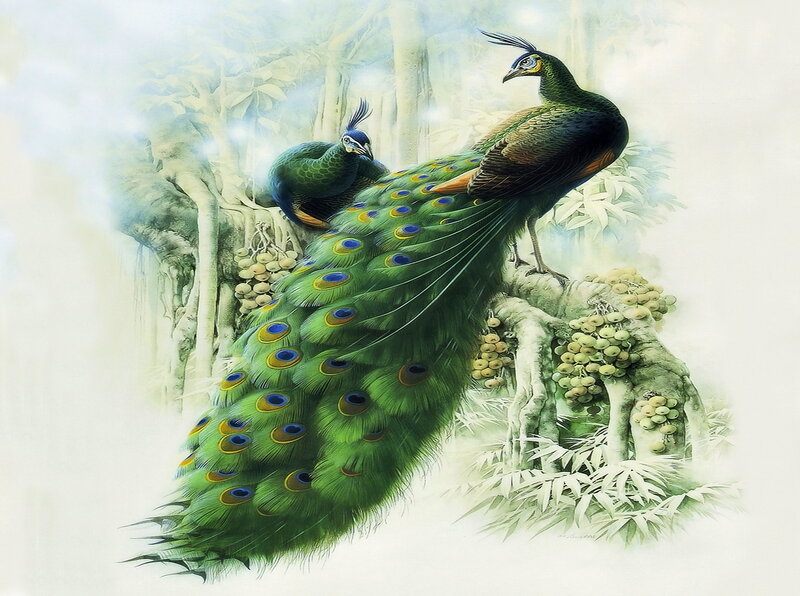 Peacocks on Tree Branch