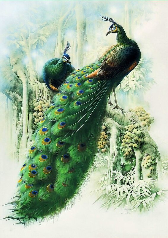 Peacocks on Tree