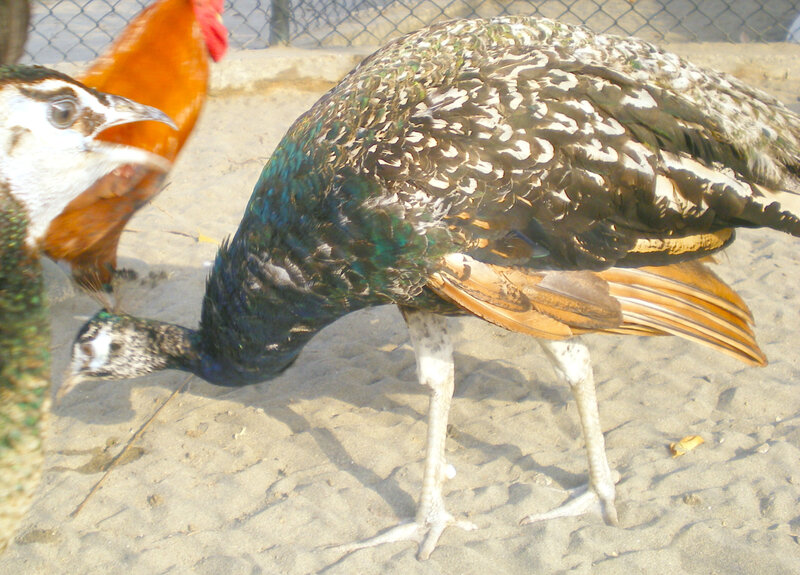 Peafowl foraging in enclosure