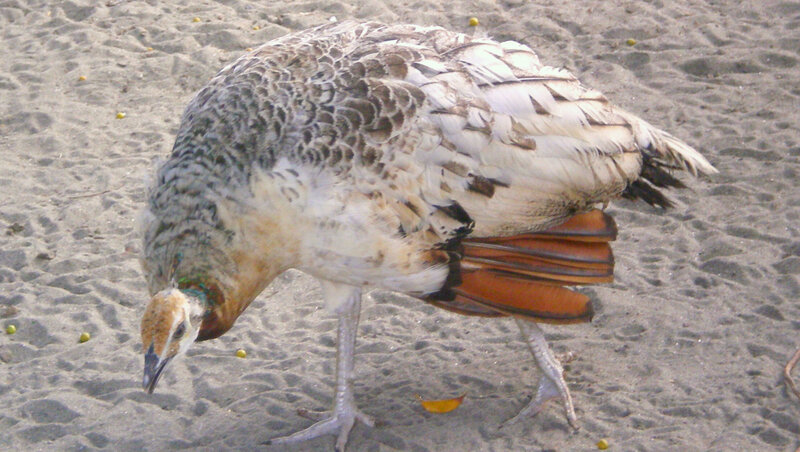 peahen foraging on sand