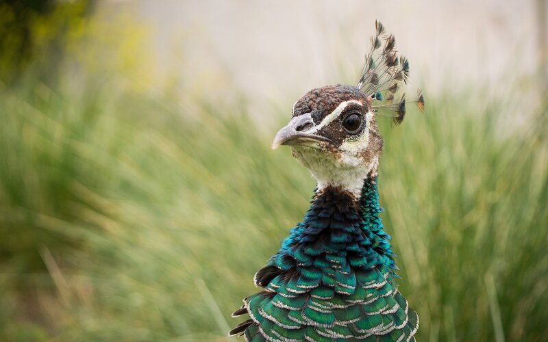 Peahen in Grass
