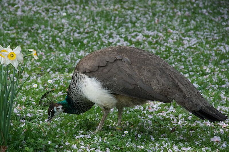 Peahen on Grass