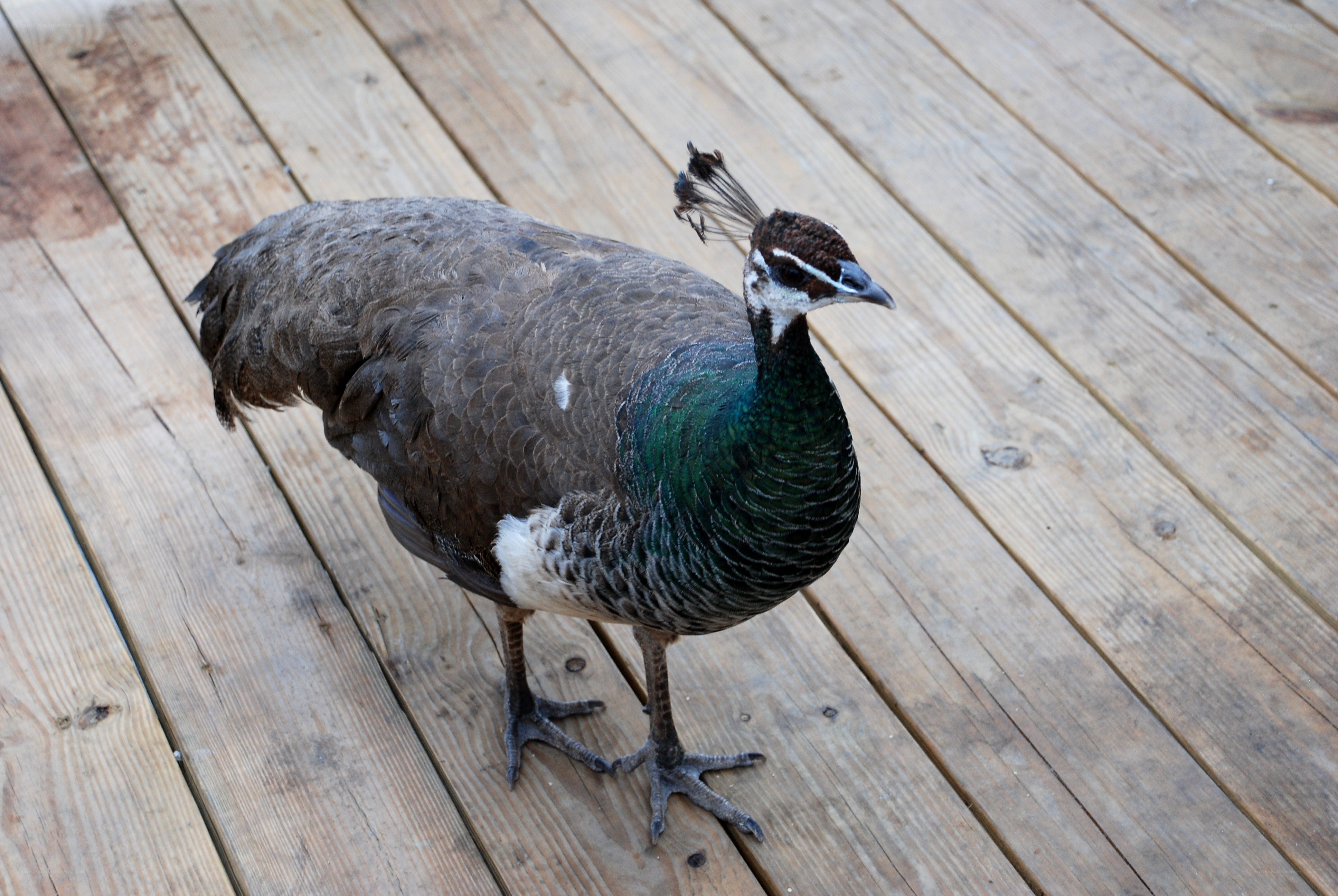 peahen on wooden deck
