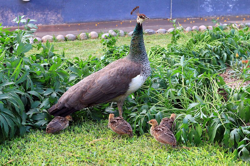 Peahen with Chicks