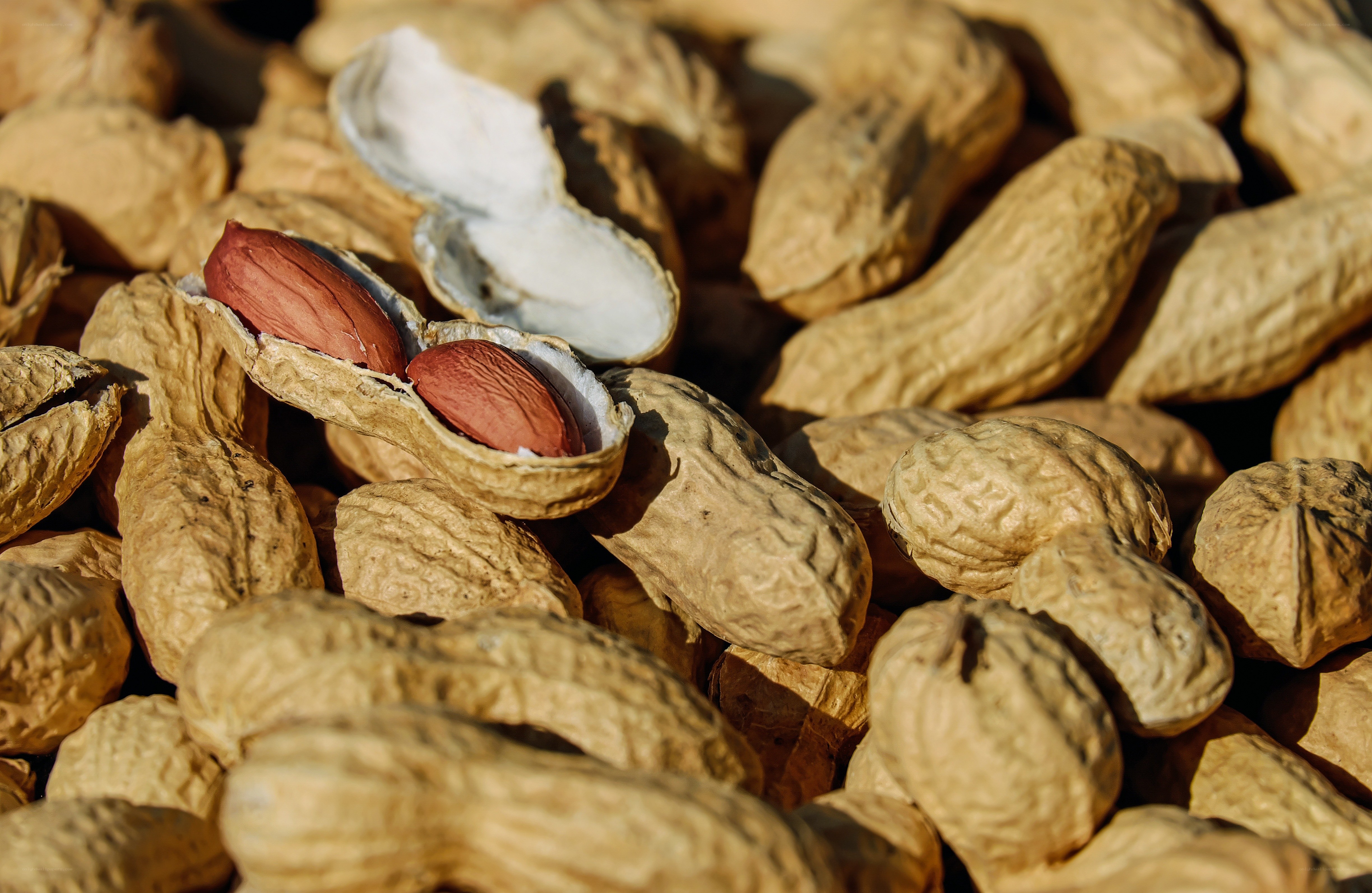peanuts in shell close-up