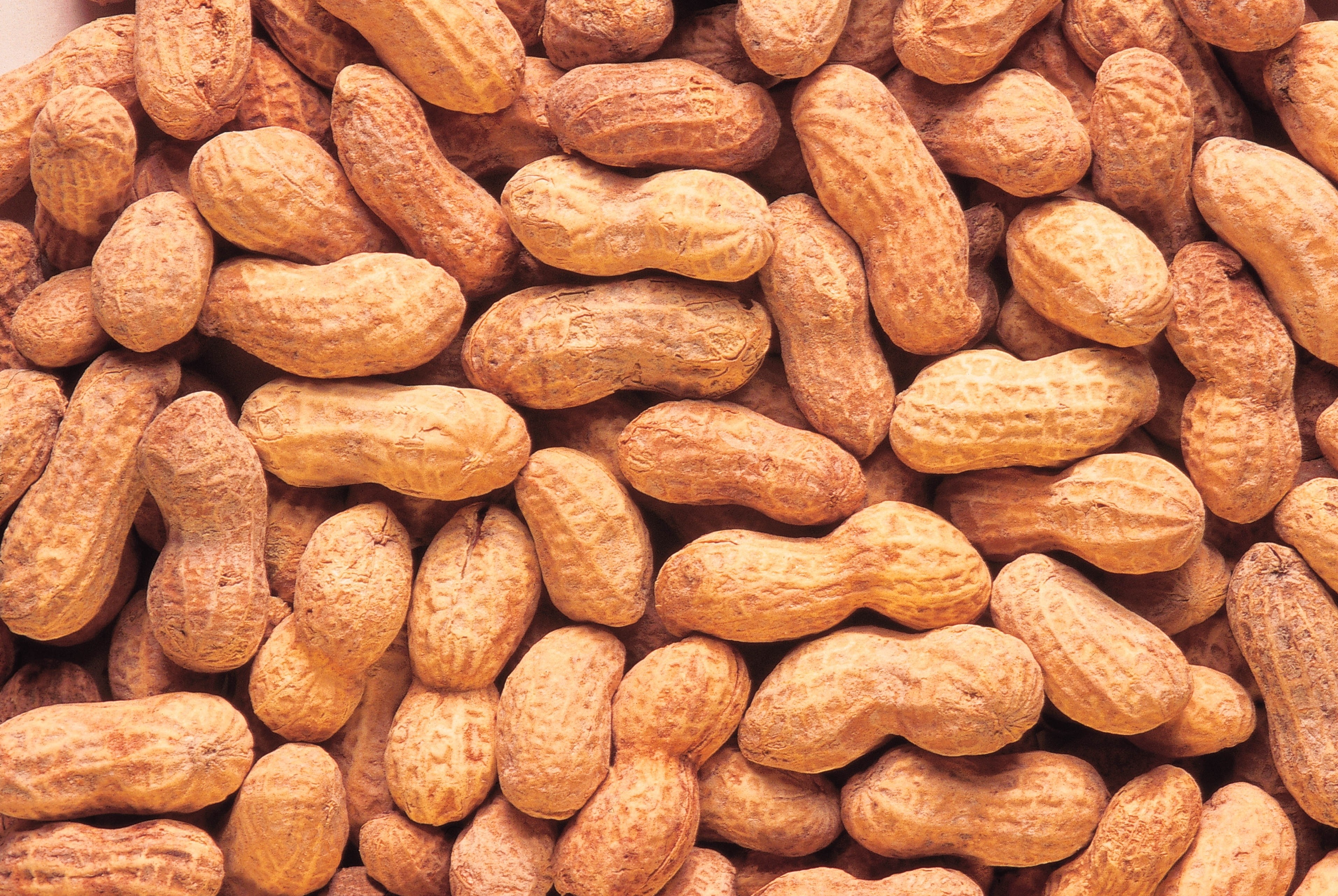 peanuts in their shells