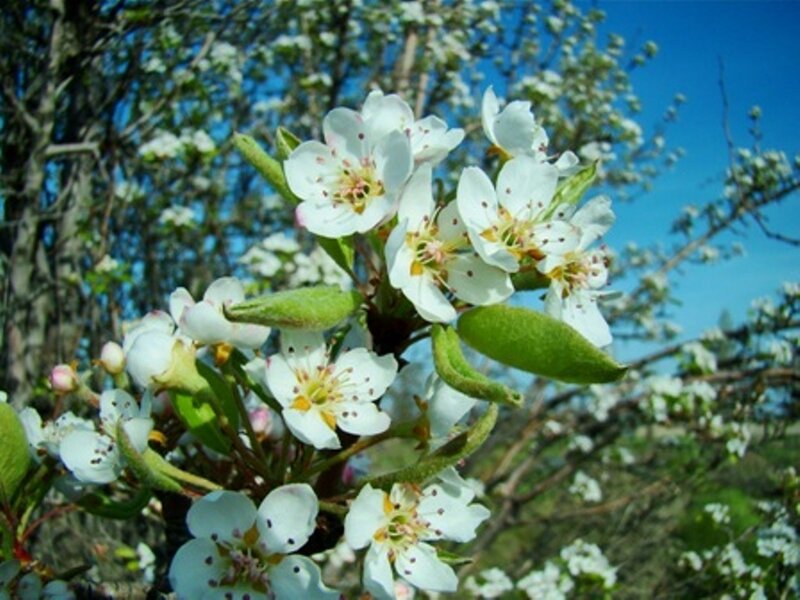pear blossoms in spring