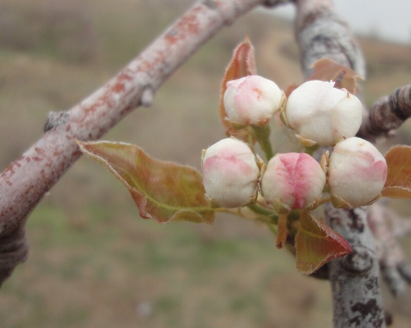 pear blossoms on a branch