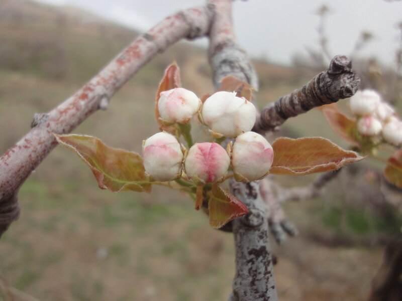 pear blossoms on a branch