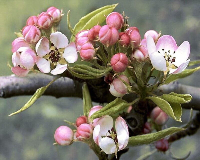 Pear Blossoms on Branch — Pink