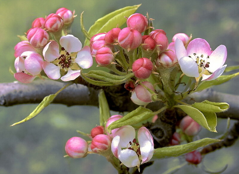 Pear Blossoms on Branch