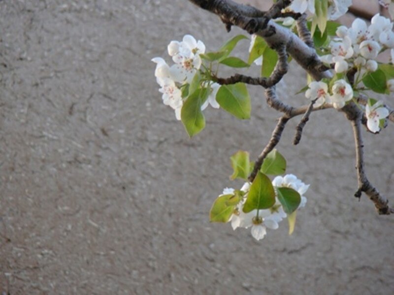 Pear Blossoms on Branch — White, Calm