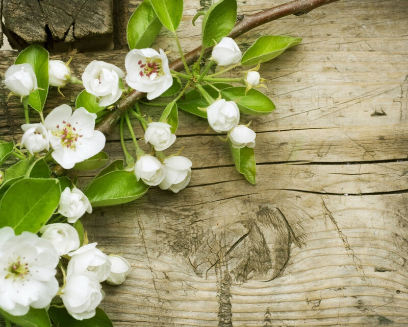 Pear Blossoms on Branch — White
