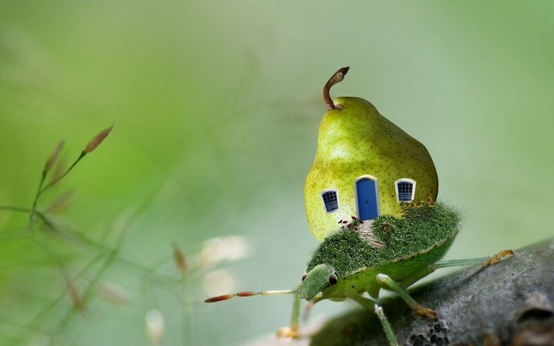 pear house on a bug