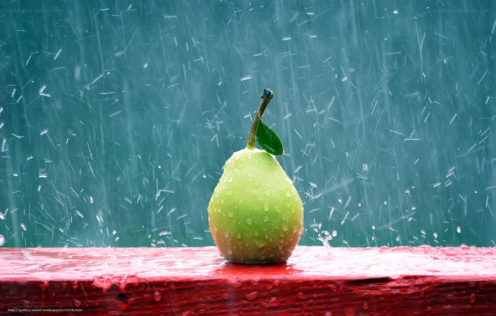 pear in the rain