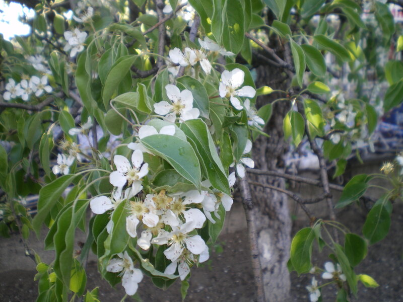 Pear Tree Blossoms — Green