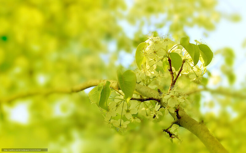 Pear Tree Blossoms