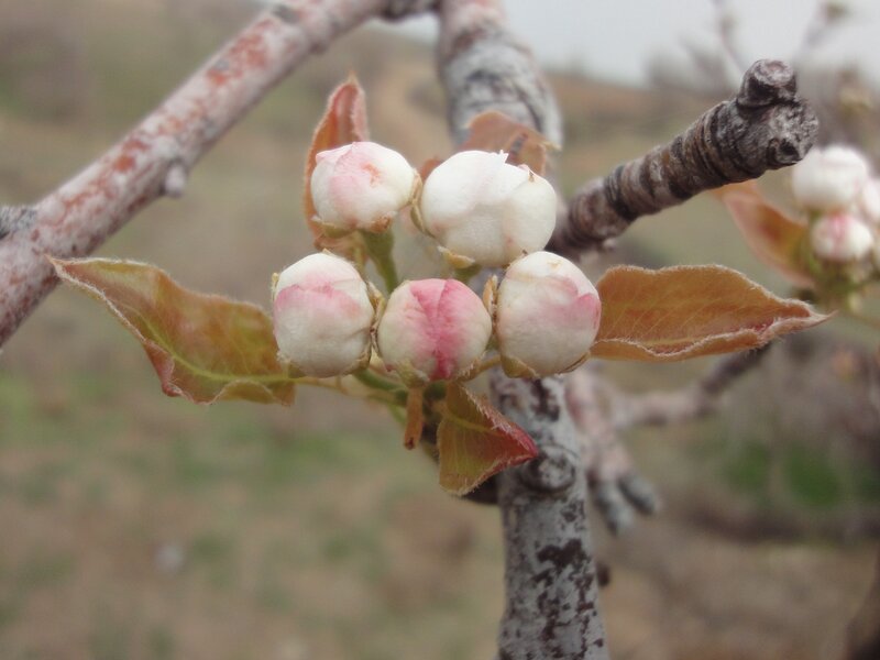 Pear Tree Blossoms — White, Calm, Spring, Photograph