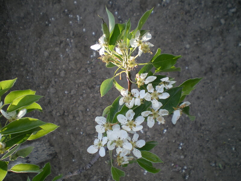 Pear Tree Blossoms — White, Calm