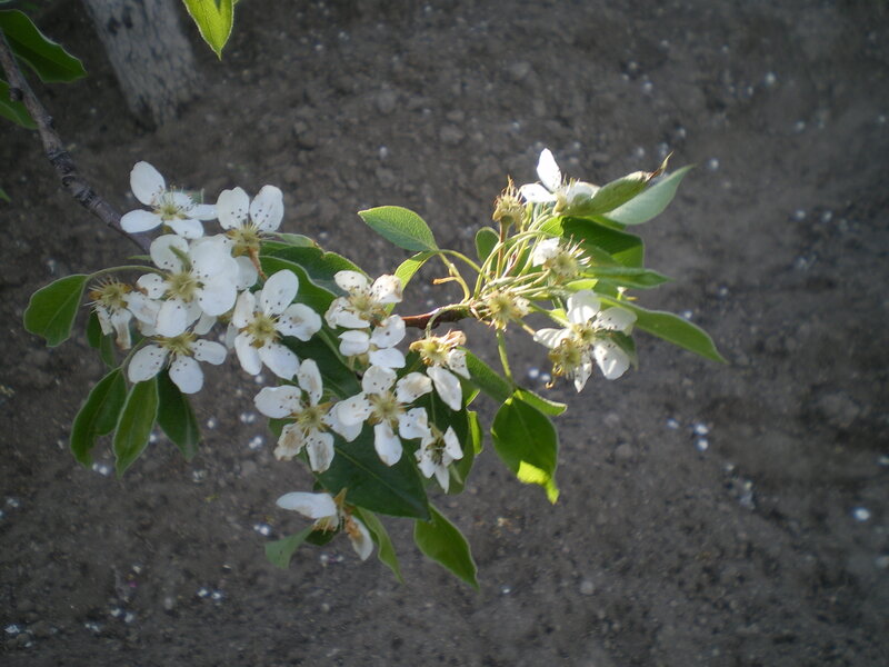 Pear Tree Blossoms — White