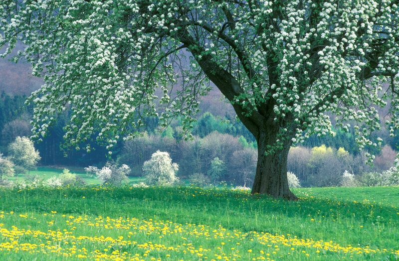 Pear Tree in Bloom — Green